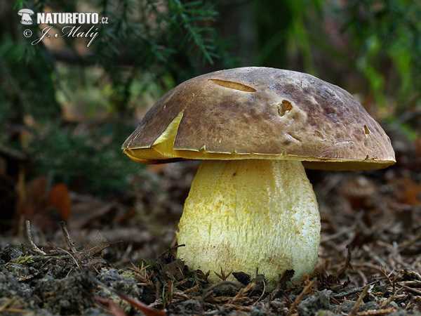 Boletus depilatus Mushroom (Hemileccinum depilatum)
