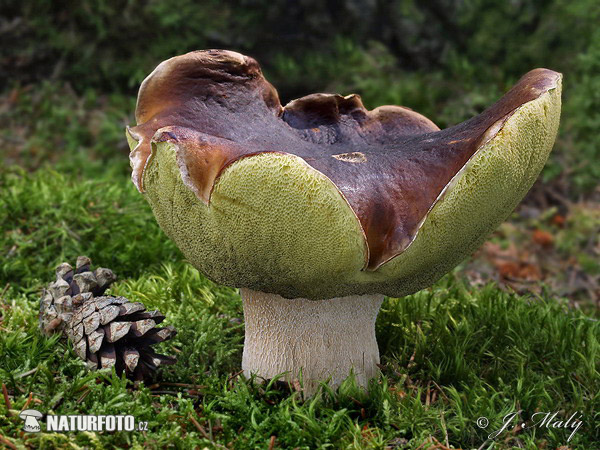 Boletus edulis