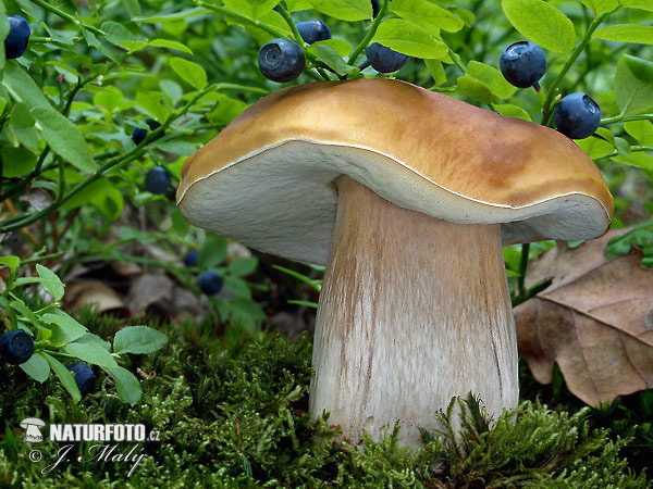 Boletus edulis