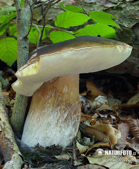 Boletus edulis