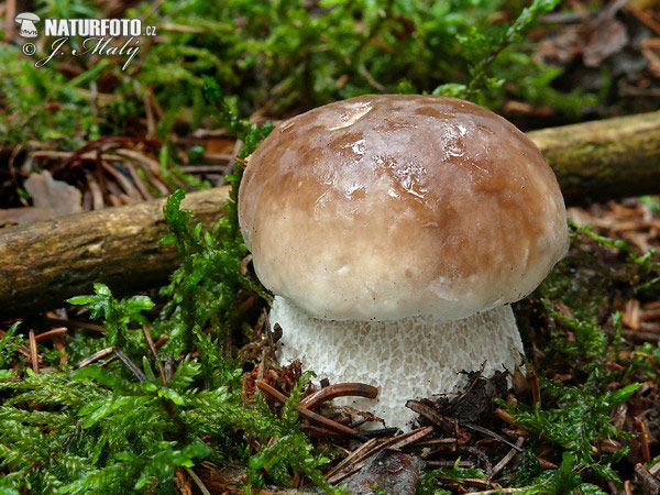 Boletus edulis