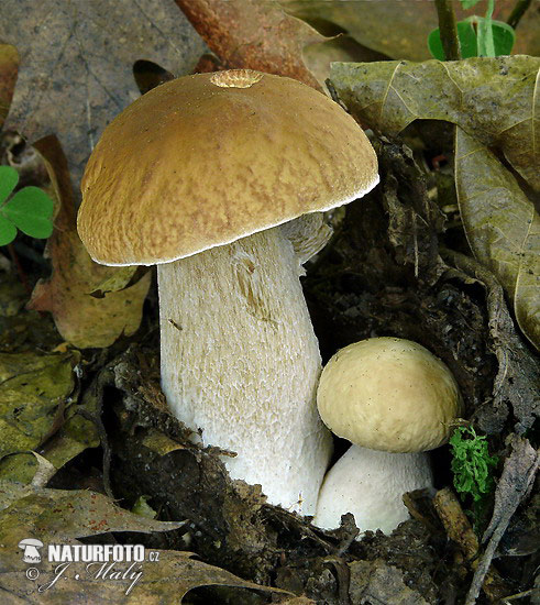 Boletus edulis