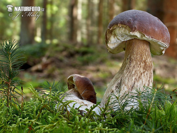 Boletus edulis