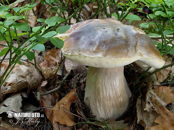 Boletus edulis