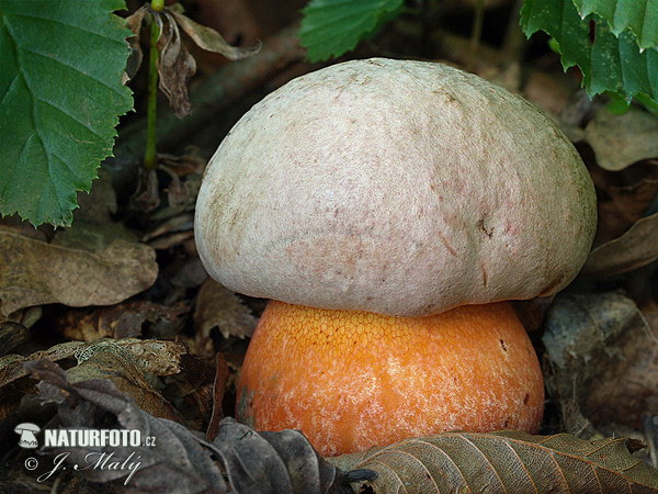 Boletus legaliae Mushroom (Rubroboletus legaliae)
