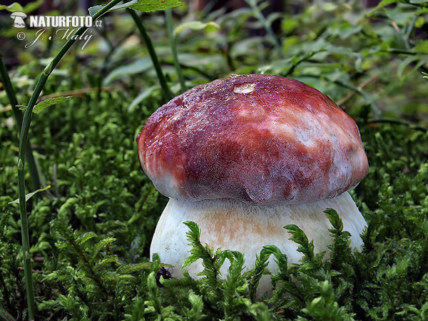 Boletus pinophilus