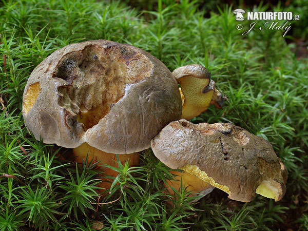 Boletus pulverulentus