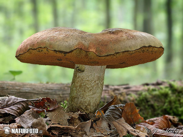 Boletus queletii