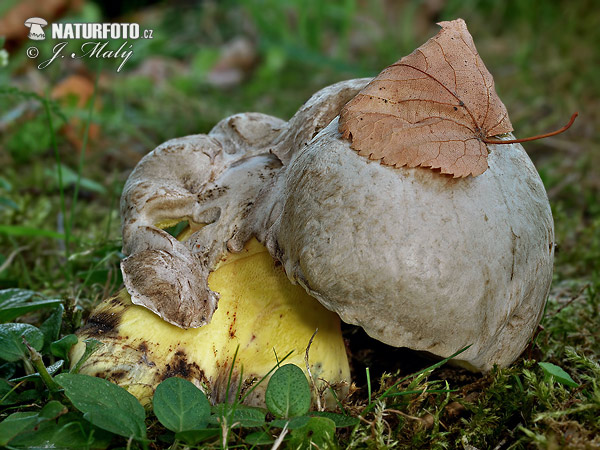 Boletus radicans