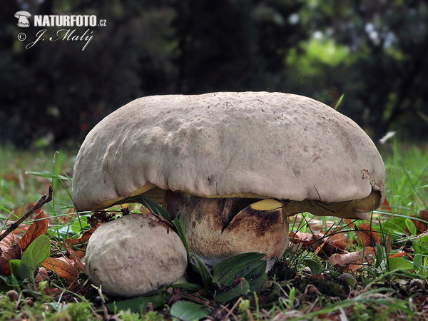 Boletus radicans