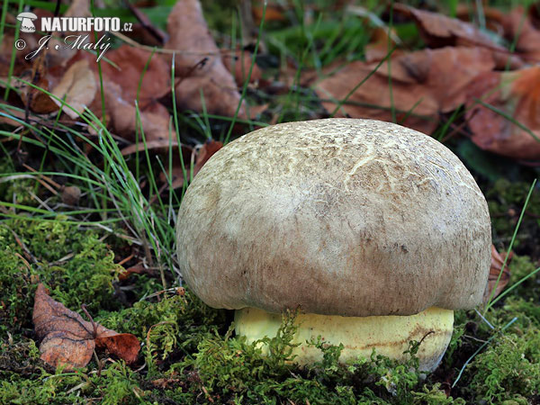 Boletus radicans