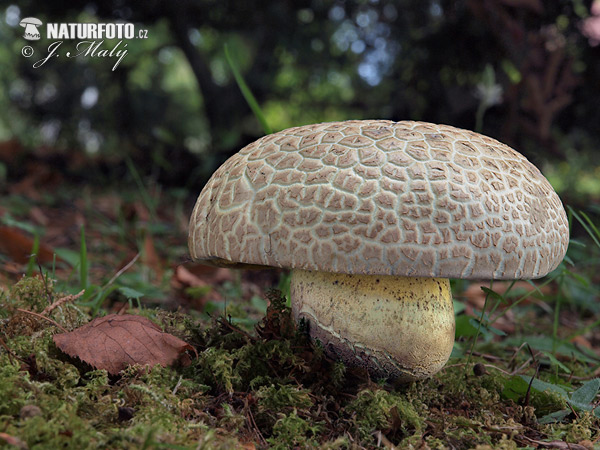 Boletus radicans