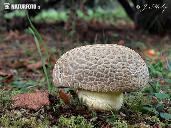 Boletus radicans