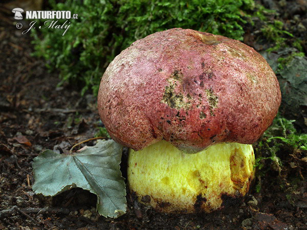 Boletus regius