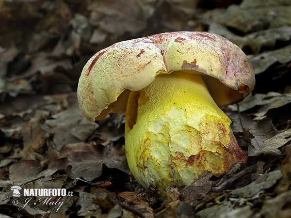 Boletus regius