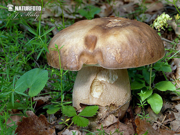 Boletus reticulatus