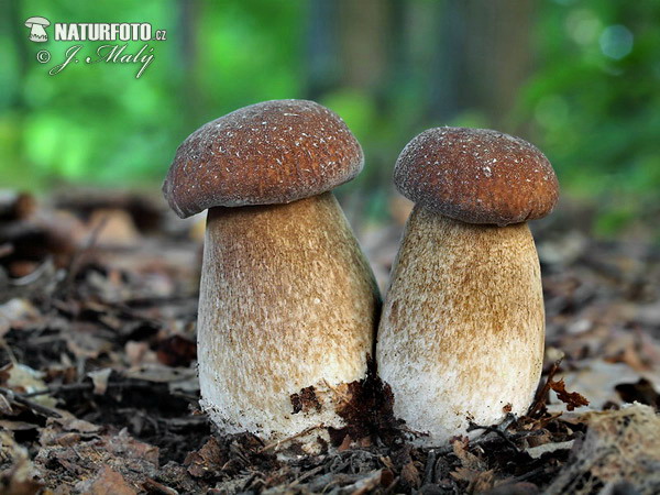 Boletus reticulatus