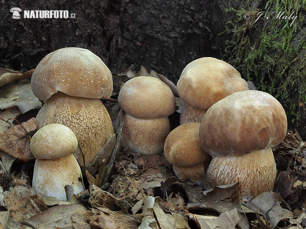 Boletus reticulatus