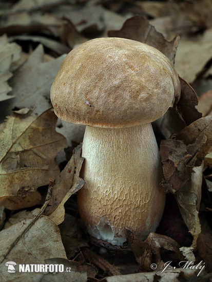 Boletus reticulatus