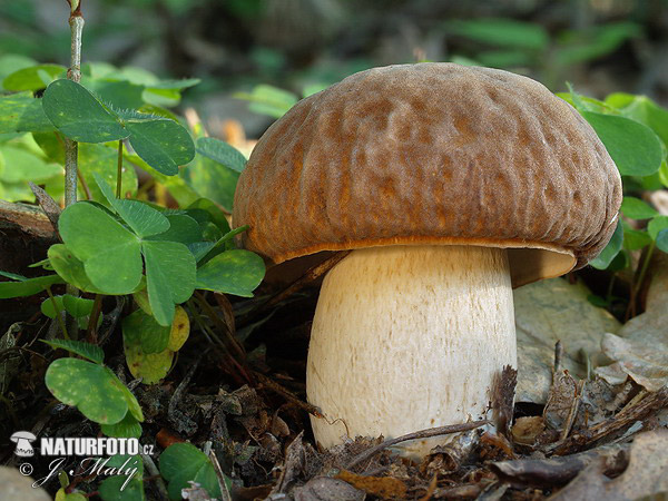 Boletus reticulatus