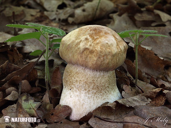 Boletus reticulatus