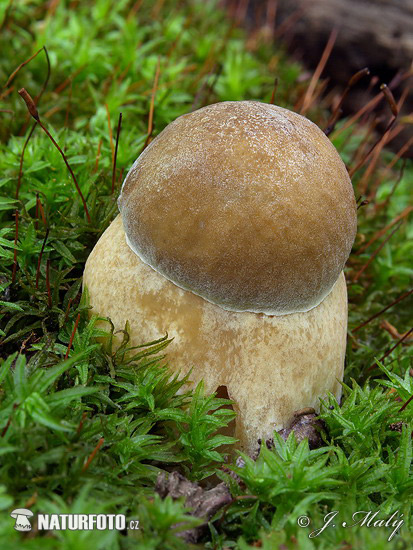 Boletus reticulatus