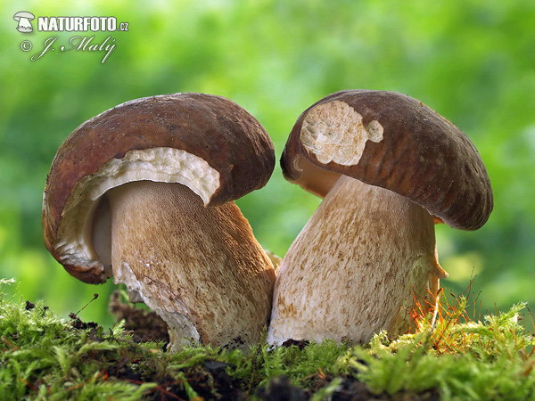 Boletus reticulatus