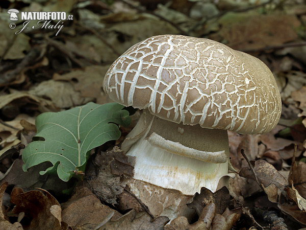 Boletus reticulatus