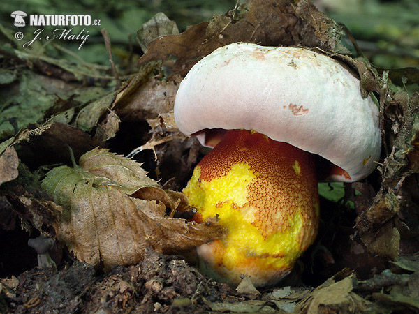 Boletus rhodoxanthus