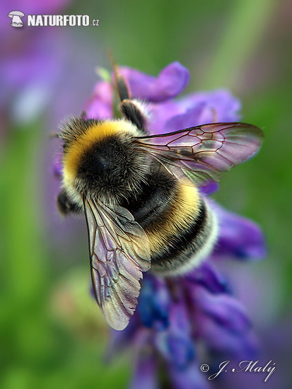 Bombus sp.