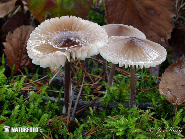 Bonnet - Mycena zephirus Mushroom (Mycena zephirus)