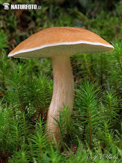 Bovine Bolete Mushroom (Suillus bovinus)