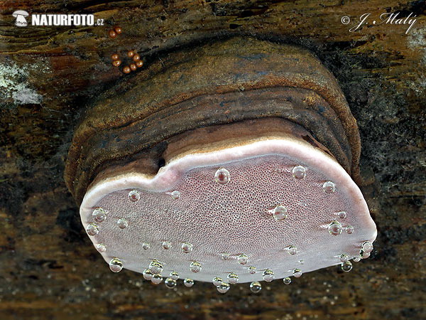 Bracket - Fomitopsis rosea Mushroom (Fomitopsis rosea)