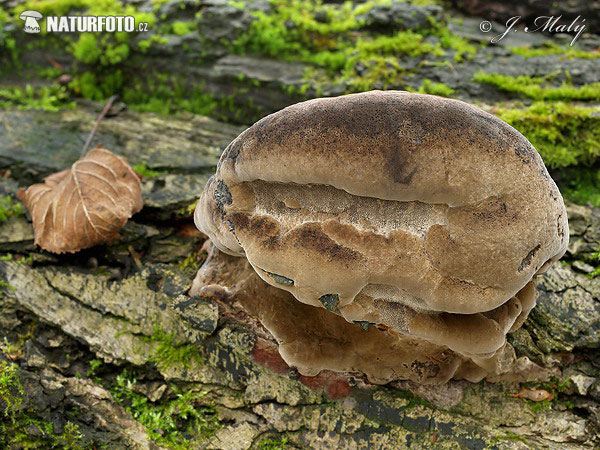 Bracket Mushroom (Phellinus sp.)