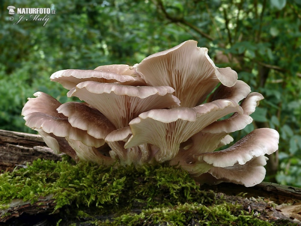 Branched Oyster Mushroom (Pleurotus cornucopiae)