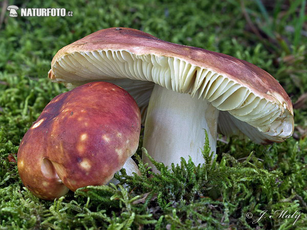 Brittlegill - Russula graveolens Mushroom (Russula graveolens)