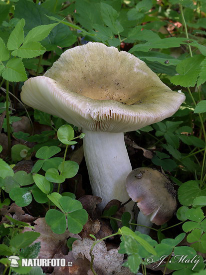Brittlegill - Russula grisea Mushroom (Russula grisea)