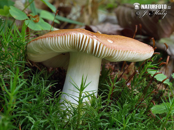 Brittlegill Mushroom (Russula sp. 1)