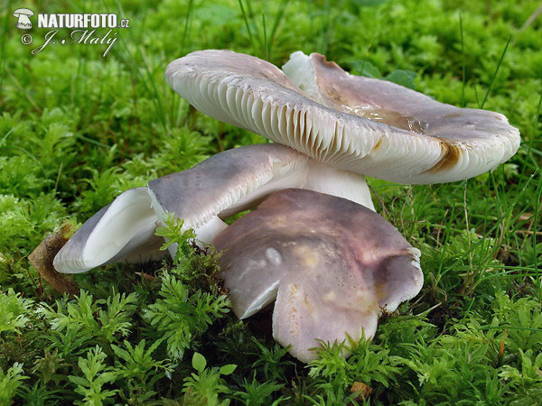 Brittlegill Mushroom (Russula sp. 2)