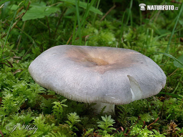 Brittlegill Mushroom (Russula sp. 2)