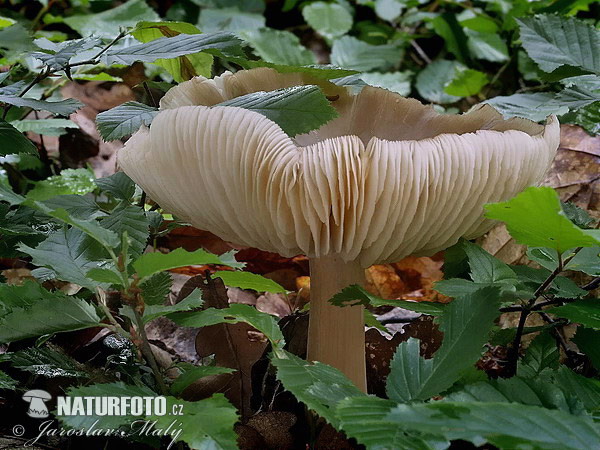 Broad-Gilled Agaric Mushroom (Megacollybia platyphylla)