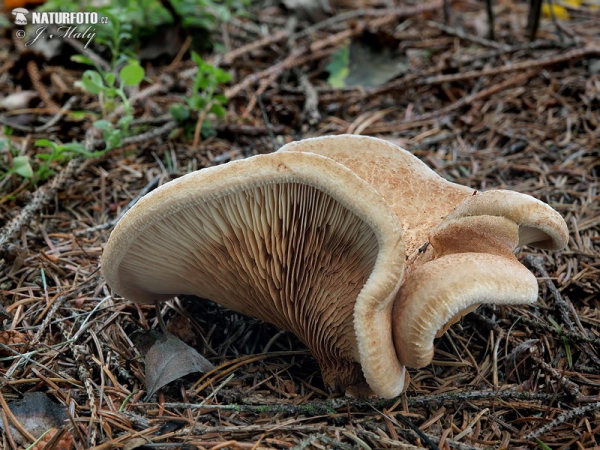 Brown Rollrim Mushroom (Paxillus involutus)