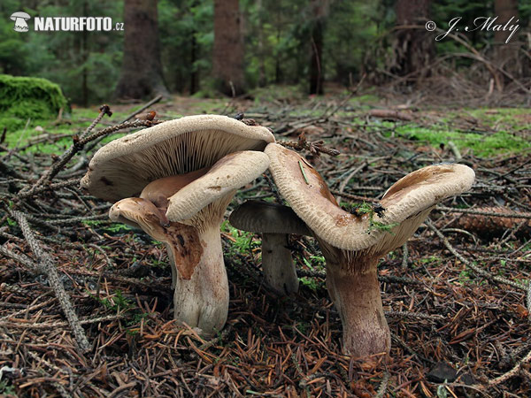 Brown Rollrim Mushroom (Paxillus involutus)