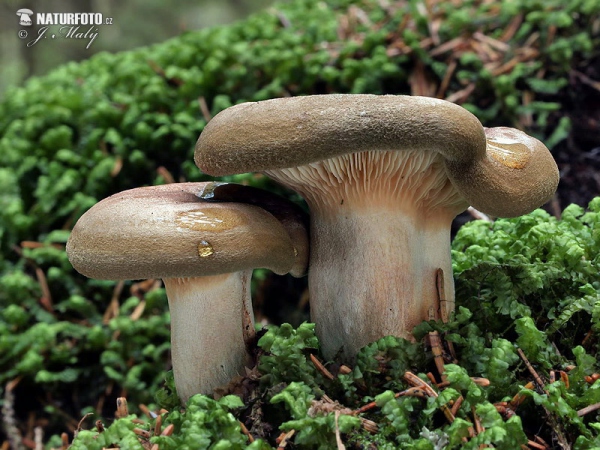 Brown Rollrim Mushroom (Paxillus involutus)