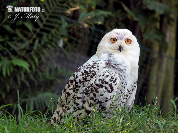 Bubo scandiacus