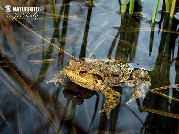 Bufo bufo