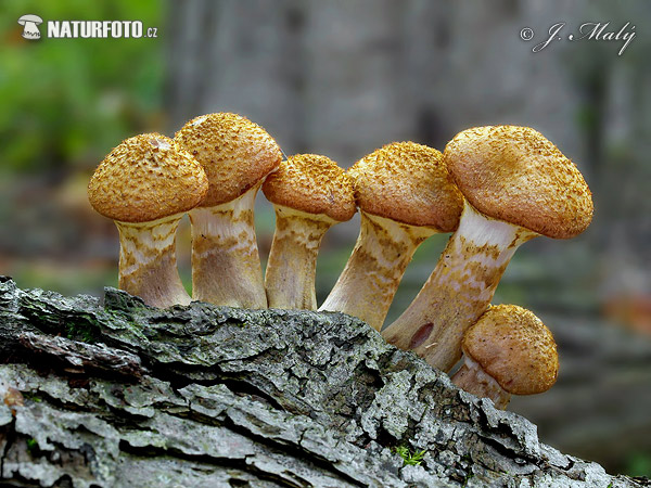 Bulbous Honey Fungus Mushroom (Armillaria gallica)