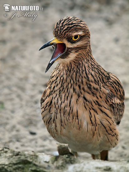 Burhinus oedicnemus