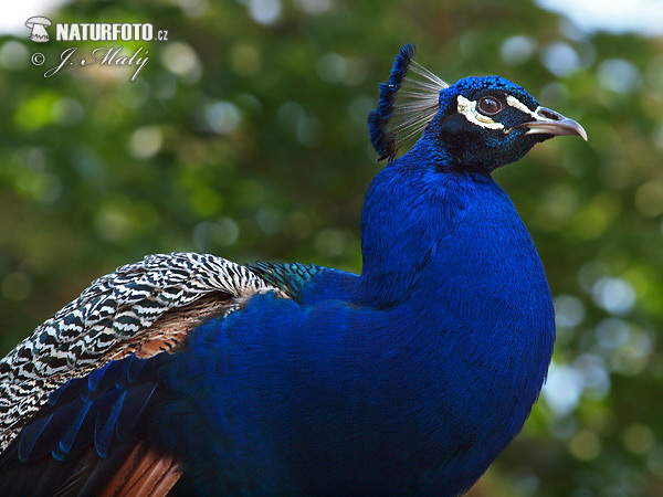 Burung Merak Biru