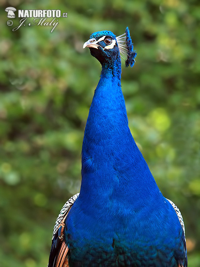 Burung Merak Biru